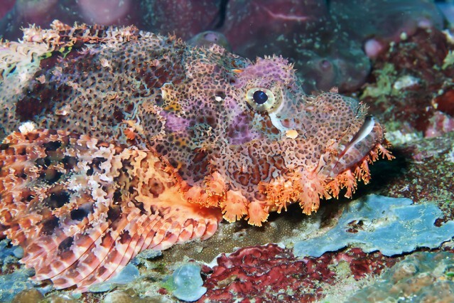 A Scorpaenopsis cirrosa